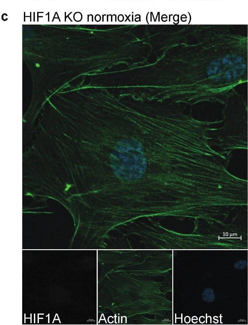 Staining of HIF1A in HIF1A KO and WT HUVECs. (a–d) One representative image of the stained HIF1A KO and WT HUVECs, which were stained with Hoechst (blue), anti-actin (green), and anti-HIF1A (red). (a) WT HUVECs cultured in normoxic conditions. (b) WT HUVECs cultured in hypoxic conditions. (c) HIF1A KO HUVECs cultured in normoxic conditions. (d) HIF1A KO HUVECs cultured in hypoxic conditions. (e) Quantification of the HIF1A signal intensity (MFI) in the nucleus and the cytoplasm in WT and KO HUVECs in normoxic and hypoxic conditions, which is compared by two-way ANOVA multiple comparisons test, *** p ≤ 0.001. The experiment was performed with one biological replicate at p. 3 (n = 3) and five images were taken per well. Scale bar 10 µm. Image collected and cropped by CiteAb from the following open publication (//pubmed.ncbi.nlm.nih.gov/36671408), licensed under a CC-BY license. Not internally tested by R&D Systems.