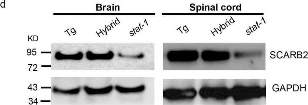 Generation of a hybrid mouse model SCARB2/stat-1 KO by crossbreeding hSCARB2 transgenic mice and stat-1 KO mice.(a) Human SCARB2 (hSCARB2) cDNA was cloned under its own native promoter in an SV40 expression vector. (b) The generation of homozygous hSCARB2+/+ transgenic mice was as detailed in M&M. The heterozygote strain of hSCARB2+/−/stat-1+/− mice were generated by crossing the stat-1−/− and the hSCARB2+/+ parental mice. The hybrid strain hSCARB2+/+/stat-1−/− was generated by crossing the heterozygote mice hSCARB2+/−/stat-1+/− to each other. (c) Genotyping of parental and hybrid mouse strains was performed by PCR assay using genomic DNAs extracted from mouse tail. The transgene of hSCARB2 was screened by detection of a 369 bp PCR product using primers specific for hSCARB2. For the stat-1+/− heterozygote mice, 320 bp and 150 bp PCR products were used as markers for screening. The former indicates a mutant stat-1 allele, while the latter indicates a wild type stat-1 allele. (d) The expressions of hSCARB2 protein were compared among parental and hybrid mouse strains in brain, spinal cord, spleen and muscle by immunoblot via an anti-SCARB2 antibody. The weaker signals of the SCARB2 protein detected in stat-1 KO mice reflect cross reactivity between human and mouse SCARB2 proteins to the anti-SCARB2 antibody. Image collected and cropped by CiteAb from the following open publication (//pubmed.ncbi.nlm.nih.gov/27499235), licensed under a CC-BY license. Not internally tested by R&D Systems.
