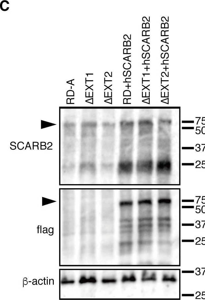 HS and SCARB2 expression in genetically modified RD-A cells.(A–B) FACS analysis of HS expression at the cell surface. (C) Western blotting analysis using anti-SCARB2 (top), anti-flag (middle), and anti-beta -actin (bottom) antibodies. The arrowheads indicate hSCARB2. Image collected and cropped by CiteAb from the following open publication (//pubmed.ncbi.nlm.nih.gov/32187235), licensed under a CC-BY license. Not internally tested by R&D Systems.
