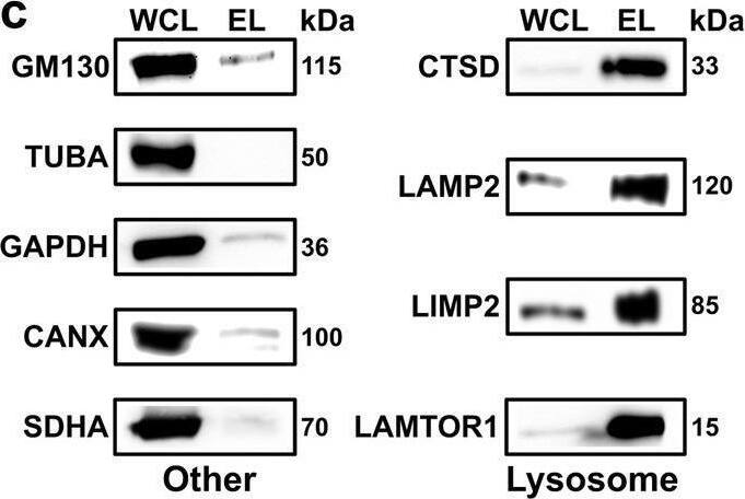 Cross-linking mass spectrometry analysis of lysosome-enriched fractions. A Experimental workflow for the XL-LC-MS/MS analysis of lysosome-enriched fractions. Created with BioRender.com. b Normalized  beta -hexosaminidase activities for individual fractions from lysosome enrichment by SPIONs. Data are presented as mean values + SD (n = 3, biologically independent samples over three independent experiments). c Western blot analysis of lysosome-enriched fractions for contamination by other organelles (n = 2). Lysosome: lysosomal proteins (CTSD, LAMP2, LIMP2, and LAMTOR1). Other: Golgi apparatus (GM130), cytoskeleton (TUBA), cytosol (GAPDH), endoplasmic reticulum (CANX), and mitochondria (SDHA). d Summed iBAQ abundances for proteins identified in lysosome-enriched fractions in ≥3 replicates. e Classification of unique cross-linked residue pairs. f Proteins detected in non-cross-linked lysosome-enriched fractions (proteome), and unique lysosomal cross-linked residue pairs (interactome) for DR and IT samples. g Localization of CSMs for 68 lysosomal proteins cross-linked in the DR and IT state. Cytosolic: proteins located at the cytosolic face of the lysosomal membrane; Lumen: lysosomal luminal proteins. h Correlation of cross-link identification and protein abundance for lysosomal proteins. CSMs and PSMs represent summed values of the analysis (n = 6, biologically independent samples over six independent experiments (3× DR and 3× IT)). SPIONs superparamagnetic iron oxide nanoparticles, DR disrupted, IT intact, SCX strong cation-exchange, IN input, FT flow through, W wash, EL eluate, WCL whole-cell lysate, iBAQ intensity-based absolute quantification, XLs cross-links, CSMs cross-link spectral matches, PSMs peptide spectral matches. Source data are provided as a Source Data file. Image collected and cropped by CiteAb from the following open publication (//pubmed.ncbi.nlm.nih.gov/36266287), licensed under a CC-BY license. Not internally tested by R&D Systems.