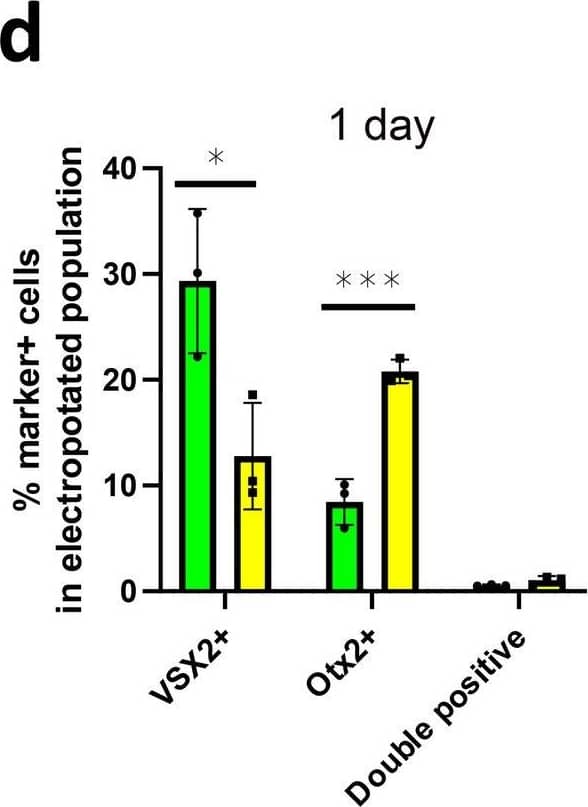 The short-term effects of Notch inhibition on RPC reporters. (d) Quantification of the %age of VSX2, Otx2&double marker-positive cells within the electroporated cell population from cell counting. Sectioned chick retinas electroporated ex vivo at E5 with the co-electroporation control CAG::Nuc beta gal with or without CAG::MAML-DN. The retinas cultured for 20 h&immunostained with VSX2 or Otx2 antibodies. The Shapiro–Wilk normality test was used to confirm the normal distribution. * signifies p < 0.05, *** signifies p < 0.001 with a two-tailed student’s t-test. Each point represents one biological replicate. The columns represent mean,&the error bars represent standard deviation. Image collected & cropped by CiteAb from the following open publication (//pubmed.ncbi.nlm.nih.gov/34267251), licensed under a CC-BY license. Not internally tested by R&D Systems.