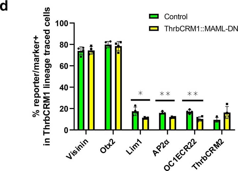 Targeted expression of MAML-DN to cone/HC restricted RPCs does not alter cone formation. (d) Flow cytometry quantification of the %age of Otx2, Lim1, AP2 alpha , OC1ECR22&ThrbCRM2 reporter-positive cells within the ThrbCRM1 lineage traced cell population. Dissociated chick retinal cells electroporated ex vivo at E5 with the co-electroporation control CAG::TdTomato, ThrbCRM1::PhiC31&its responder plasmid,&with or without CAG::MAML-DN. The retinas cultured for 2 days post-electroporation. The Shapiro–Wilk normality test was used to confirm the normal distribution. Mann–Whitney test was used to test significance in ThrbCRM2 quantification. A two-tailed student’s t-test was used to test significance in the rest of the quantifications. * signifies p < 0.05, ** signifies p < 0.01. Each point represents one biological replicate. Image collected & cropped by CiteAb from the following open publication (//pubmed.ncbi.nlm.nih.gov/34267251), licensed under a CC-BY license. Not internally tested by R&D Systems.