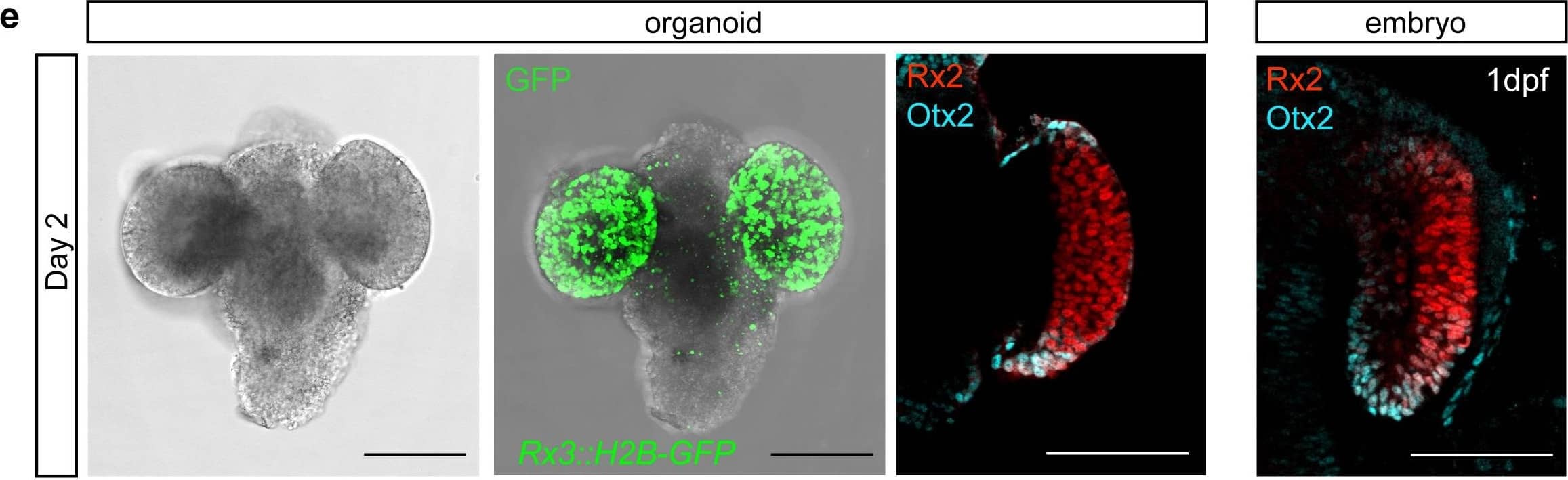 Medaka primary embryonic pluripotent cells form optic vesicle-like structures. (e) Bright-field&fluorescent images of day 2 Rx3::H2B-GFP organoids stained with anti-GFP antibody. Optical sections of an organoid (day 2) (n = 9/10)&an embryo (1 dpf) stained with anti-Rx2&anti-Otx2 antibodies. Image collected & cropped by CiteAb from the following open publication (//pubmed.ncbi.nlm.nih.gov/34252023), licensed under a CC-BY license. Not internally tested by R&D Systems.