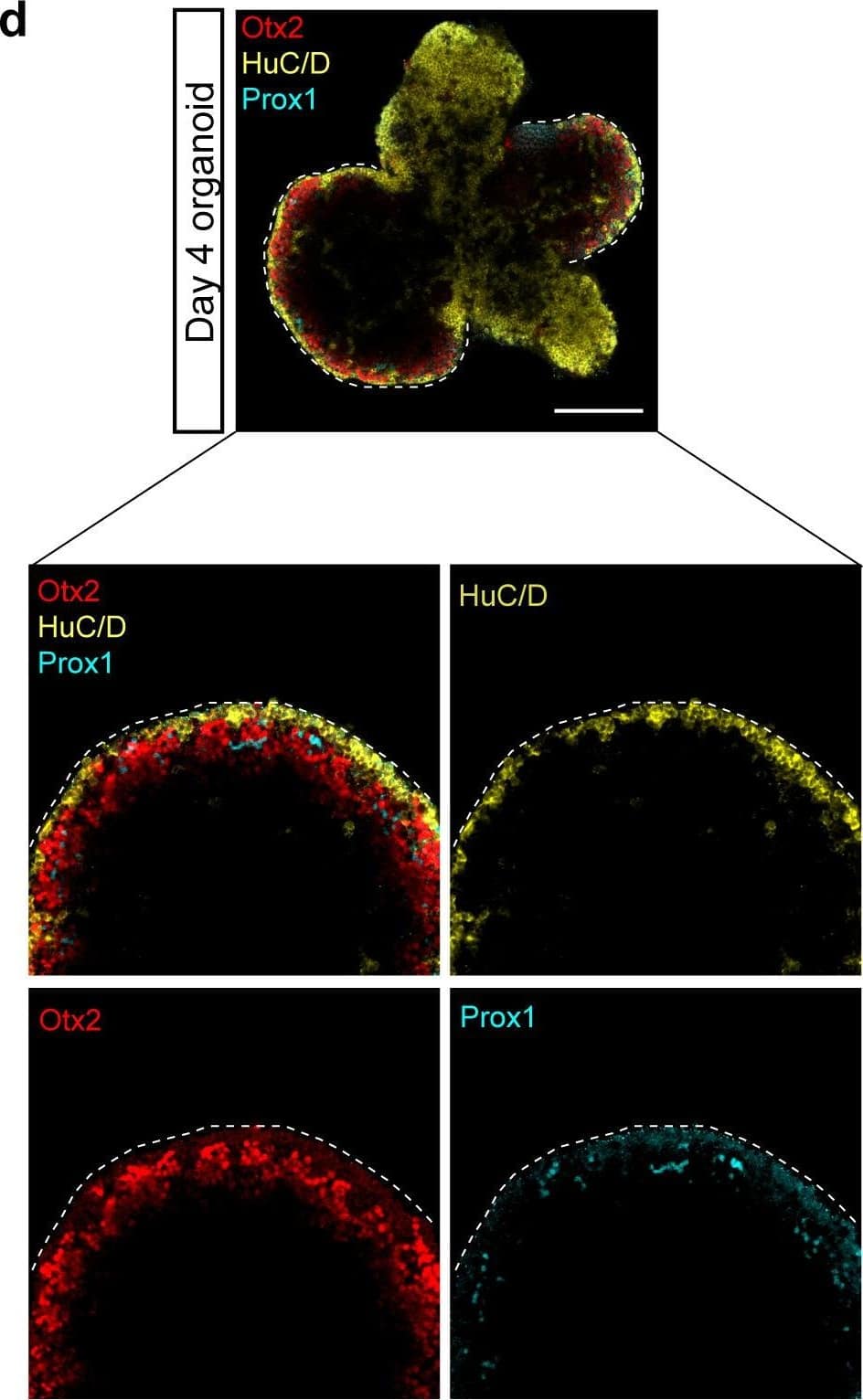 Medaka-derived organoids show onset of retinal differentiation. (d) Optical sections showing expression of HuC/D (amacrine&ganglion cells), Otx2 (bipolar&photoreceptor cells),&Prox1 (horizontal cells) in day 4 organoid. Image collected & cropped by CiteAb from the following open publication (//pubmed.ncbi.nlm.nih.gov/34252023), licensed under a CC-BY license. Not internally tested by R&D Systems.