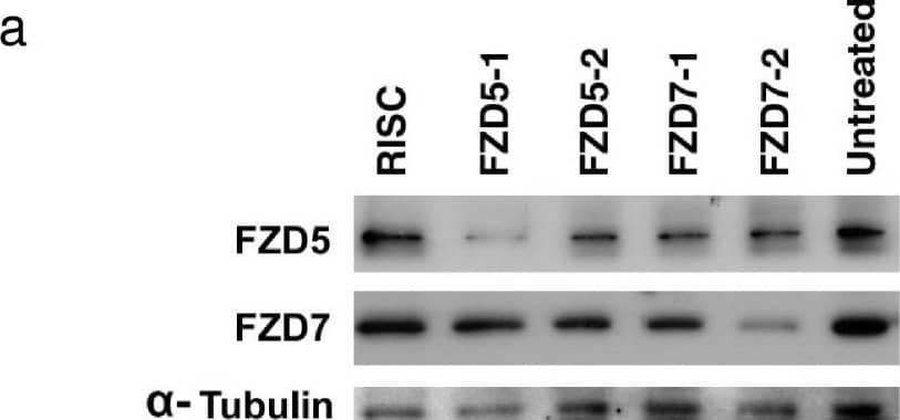 Western Blot Frizzled-7 Antibody [Unconjugated]