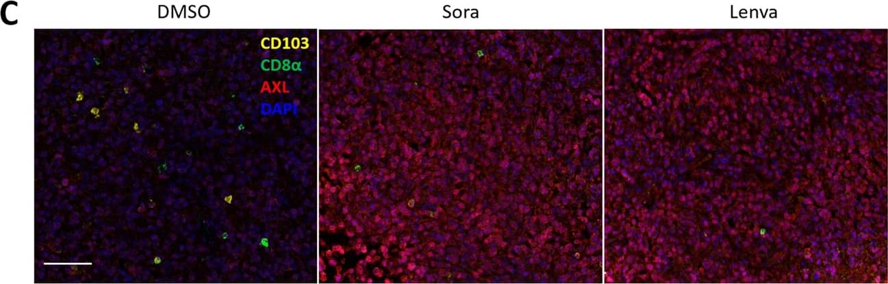 Immunohistochemistry Integrin alpha E/CD103 Antibody [Unconjugated]