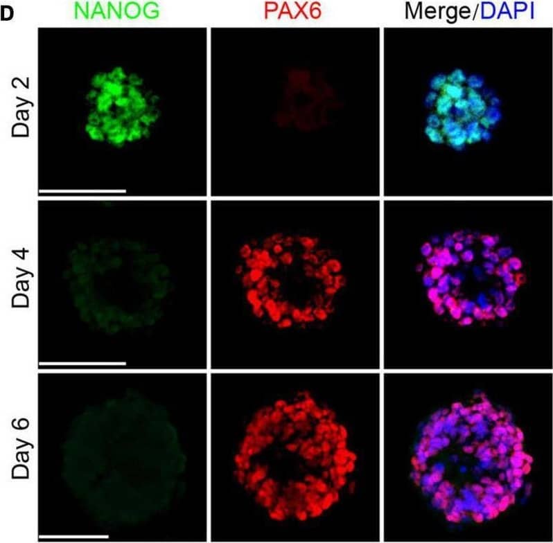 Cell fate specialization of the neural rosette. (A) A schematic diagram illustrating the method of differentiating hPSCs to the neural rosette (Meinhardt et al., 2014). (B) Morphological results showed that the neural rosette contains a central cavity. (C) The diameter of cell aggregates from day 1 to day 6, n = 25. (D) The expression of NANOG decreased and the expression of PAX6 increased during differentiation. (E) There was a transition of the temporal-spatial expression pattern of ECAD and NCAD during the differentiation. (F) The expression of PAX3 at day 4. (G) The expression of NKX2.1 at day 4. Scale bars: 50 μm. Image collected and cropped by CiteAb from the following open publication (//pubmed.ncbi.nlm.nih.gov/35651759), licensed under a CC-BY license. Not internally tested by R&D Systems.