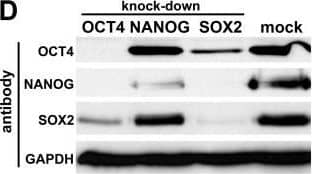 Silencing of OCT4, NANOG, and SOX2 in hEC cells. (A): Initial RNAi screen on hESC marker genes in hEC cells. esiRNA-treated samples were evaluated on the basis of cell morphology and changes in OCT4, NANOG, and SOX2 expression levels (by real-time PCR). Numbers at the bottom are array-based expression ratios of hESCs vs. universal reference RNA. The values for GDF3 and OTX2 are from an in-house platform (our unpublished data) and [34], respectively. Knock-down efficiencies were between 60 and > 90% throughout (not shown). (B): RNAi phenotypes in the OCT4, NANOG, and SOX2 knock-downs. Pictures were taken 2.5 days after esiRNA transfection. The morphology of unmanipulated or mock-treated cells was dependent on the seeding density. When plated at low density as required for esiRNA transfections the cells grew as 3D-shaped colonies rather than in monolayers. Bottom left: Growth curves of NANOG vs. GAPDH esiRNA-transfected cells. (C): Immunostaining of OCT4 protein in samples prepared as in (B). Note that the NANOG RNAi cells are OCT4 positive. (D): Western blot on day 3 RNAi and mock control samples using OCT4, NANOG, and SOX2 antibodies. GAPDH served as a loading control. Image collected and cropped by CiteAb from the following open publication (//pubmed.ncbi.nlm.nih.gov/17506876), licensed under a CC-BY license. Not internally tested by R&D Systems.