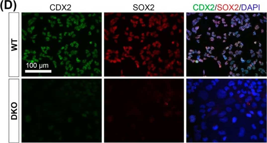 Padi2/3 DKO TSCs exhibit diminished stem cell potential&are prone to differentiate into large trophoblast giant cells (TGCs). (D) Immunofluorescence staining on WT&Padi2/3 DKO TSCs for trophoblast stem cell markers CDX2&SOX2. Image collected & cropped by CiteAb from the following open publication (//pubmed.ncbi.nlm.nih.gov/36010543), licensed under a CC-BY license. Not internally tested by R&D Systems.