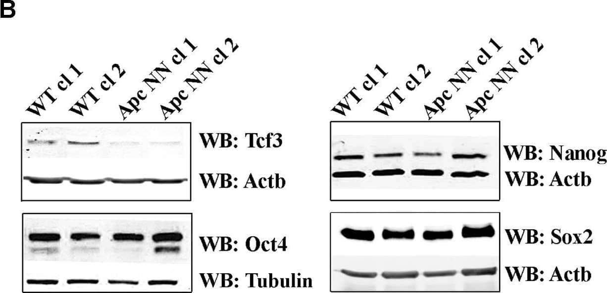 Wnt signaling downregulates Tcf3 expression in mouse ESCs.A. qRT-PCR analysis of Tcf3 in wild type, ApcNN and ApcMin/Min ESCs. Actb was used as an internal control; bars represent n = 2 ± SD. B. Western blot analysis of the core pluripotency markers Oct4, Nanog, Sox2 and Tcf3 on protein lysates isolated from two independent ApcNN clones and wild type control ESCs. Actb and Tubulin were used as an internal control. C–D. qRT-PCR analysis of Tcf3 in wild type ESCs treated for different time intervals with Wnt3a conditioned medium (C), or with the GSK-inhibitor SB-216763 (D). L-medium and DMSO were employed as controls, respectively. Actb was used as an internal control; bars represent n = 2 ± SD. E. Time course western blot analysis of Tcf3 expression in wild type ESCs treated with Wnt3a conditioned medium (Wnt3a CM) or control L-medium (LM). Actb was used as an internal control. F. qRT-PCR analysis of Tcf3 and Wnt target genes Axin2 and Cdx1 in wild type ESC treated for 48 h with different concentrations of GSK-inhibitor SB-216763 or DMSO as control. Actb was used as an internal control; bars represent n = 2 ± SD. Image collected and cropped by CiteAb from the following open publication (//pubmed.ncbi.nlm.nih.gov/23658527), licensed under a CC-BY license. Not internally tested by R&D Systems.