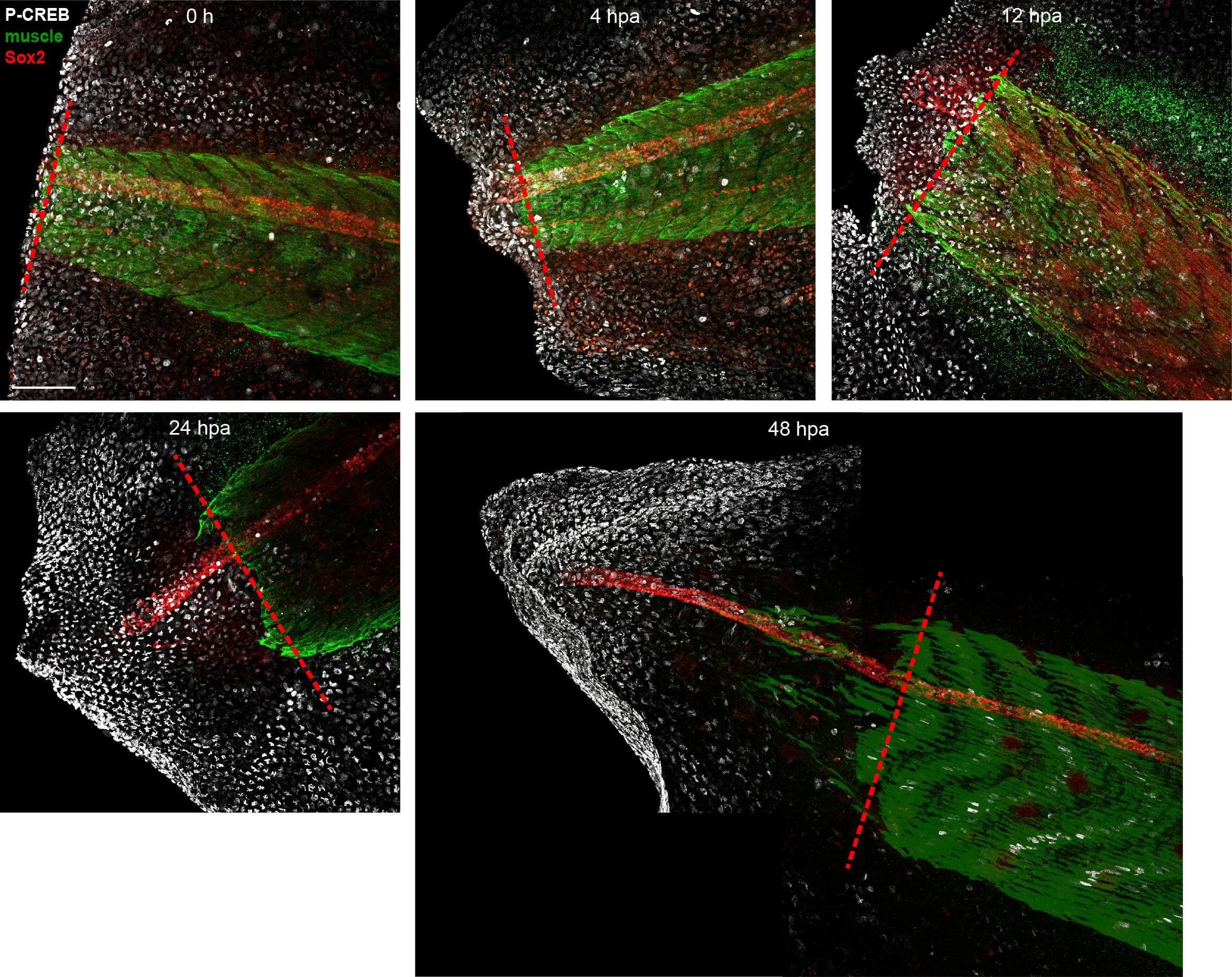 Unedited images from samples featured in Figure 6.Stage 39–40 larvae were amputated and processed for whole-mount immunostaining at the indicated hour post amputation (hpa), with the exception of the 0 h group, which was first fixed and then amputated to represent the pre-amputation group. Images show representative total z-projections of whole-mount immunostained samples for each group corresponding to the edited images shown in Figure 6. Transverse red dashed line indicates amputation plane. Scale bar, 100 µm. Image collected and cropped by CiteAb from the following open publication (//pubmed.ncbi.nlm.nih.gov/33955353), licensed under a CC-BY license. Not internally tested by R&D Systems.