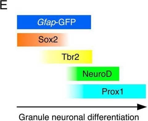 Temporally coordinated expression of Sox2, Tbr2, NueroD, and Prox1 in gfap-GFP+ GNPs and differentiating granule neurons Gfap-GFP+/Sox2+ progenitor cells were found at the dentate neuroepithelium at E14 (arrow in A1). Sox2 expression was found at the VZ. Tbr2+ GNPs are then observed (red, arrow in A2). Tbr2 expression is followed by NeuroD expression (A3). Tbr2+/NeuroD+ GNPs are found (arrow, A3). The Tbr2+ GNPs (red) migrate toward the DG primordium and co-express Prox1 (green), a marker for early differentiating dentate granule neurons (arrow in A4). Gfap-GFP+ progenitors sequentially express Sox2, Tbr2, NeuroD1, and then, Prox1 in the developing DG at E16 (arrows in B1–B4, respectively). Some Sox2+/Tbr2+, Tbr2+/NeuroD+, and Tbr2+/Prox1+ GNPs are found. Similarly, gfap-GFP+ progenitor cells contribute to Tbr2+/NeuroD+ (arrows in D1,D2), Prox1+ GNPs (arrows in D3,D4) at P3. Schematic drawing of the expression patterns of gfap-GFP and transcription factors during the differentiation of GNPs (E). Scale bars; 200 μm in (A1–A4, B1–B4, C1–C3, D1,D3); 50 μm in (D2,D4). Image collected and cropped by CiteAb from the following open publication (//www.frontiersin.org/articles/10.3389/fnins.2024.1425849/full), licensed under a CC-BY license. Not internally tested by R&D Systems.