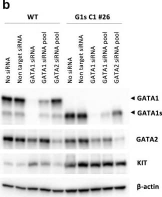 Changes in KIT gene expression by GATA1 siRNAs. (a) qRT-PCR analysis was performed for K562-WT (left) and one of the K562-G1s clone, C1 #26 (right). The vertical axis represents a relative value with each value of non-target siRNA set at 1. Results are averages of three independent experiments. Error bars represent standard deviation. *P < 0.05, **P < 0.01 (two-side t-test). (b) Representative immunoblots of siRNA experiments with K562-WT (left) and G1s C1 #26 (right). Western blotting was performed with anti-GATA1 antibody (D24E4, Cell signaling technology), anti-GATA2 (AF2046, R&D) anti-c-Kit (SC-17806, Santa Cruz) and anti-beta -actin antibody (Sigma-Aldrich). Images were obtained using ChemiDoc MP. Image collected and cropped by CiteAb from the following open publication (//pubmed.ncbi.nlm.nih.gov/36447001), licensed under a CC-BY license. Not internally tested by R&D Systems.