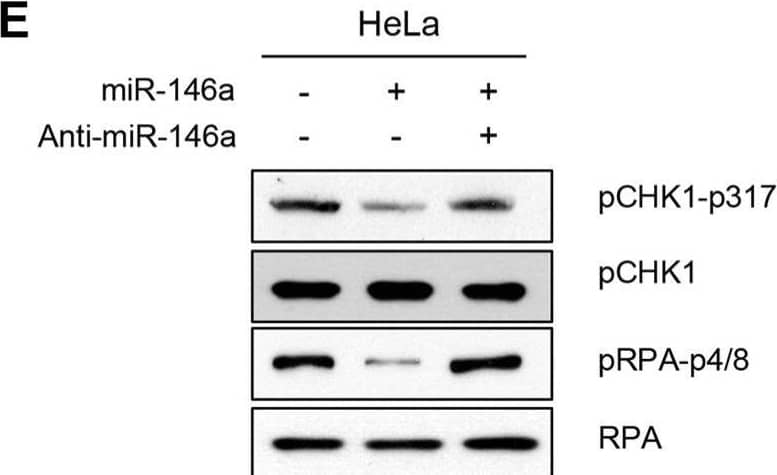 Effect of miR146a on FANCD2 monoubiquitination and the FA pathway(A and B) HeLa cells were transfected with miR146a in the absence or presence of anti-miR146a (A) or miR146a-insensitive FANCM cDNA (B). After a 48 h transfection, the cells were treated with 5 mM HU for 5 h. The protein levels of FANCM and FANCD2 were measured by western blotting. Monoubiquitinated FANCD2 is indicated as the upper band of doublet protein bands corresponding to FANCD2. (C and D) After HeLa cells underwent the same treatment as (A and B) cells were analyzed for FANCD2 foci formation. DAPI was used for nuclear staining. Results are shown as the mean ± SD (n = 3); **P < 0.01. (E and F) Indicated cells were treated with 5 mM HU for 5 hr. Cell lysates were analyzed by Western blotting with antibodies against pCHK1-S317, CHK1, pRPA-S4/8, and RPA. Image collected and cropped by CiteAb from the following open publication (//pubmed.ncbi.nlm.nih.gov/27351285), licensed under a CC-BY license. Not internally tested by R&D Systems.