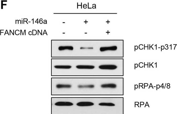 Effect of miR146a on FANCD2 monoubiquitination and the FA pathway(A and B) HeLa cells were transfected with miR146a in the absence or presence of anti-miR146a (A) or miR146a-insensitive FANCM cDNA (B). After a 48 h transfection, the cells were treated with 5 mM HU for 5 h. The protein levels of FANCM and FANCD2 were measured by western blotting. Monoubiquitinated FANCD2 is indicated as the upper band of doublet protein bands corresponding to FANCD2. (C and D) After HeLa cells underwent the same treatment as (A and B) cells were analyzed for FANCD2 foci formation. DAPI was used for nuclear staining. Results are shown as the mean ± SD (n = 3); **P < 0.01. (E and F) Indicated cells were treated with 5 mM HU for 5 hr. Cell lysates were analyzed by Western blotting with antibodies against pCHK1-S317, CHK1, pRPA-S4/8, and RPA. Image collected and cropped by CiteAb from the following open publication (//pubmed.ncbi.nlm.nih.gov/27351285), licensed under a CC-BY license. Not internally tested by R&D Systems.