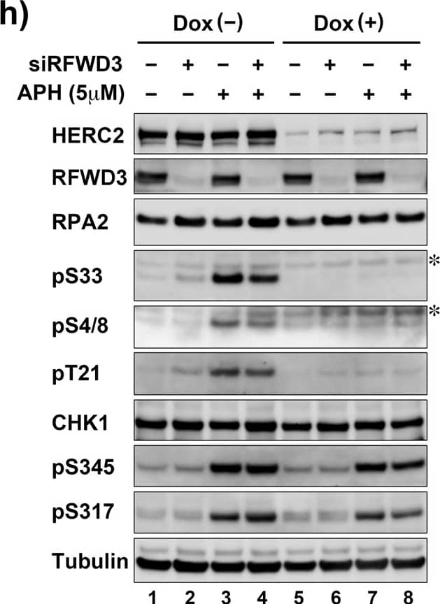 Depletion of HERC2 inhibit ATR-mediated phosphorylation of RPA2 induced by low-level replication stress. (a–d) HeLa-shHERC2 cells were induced or not with Dox, treated or not with the indicated genotoxic agents, and subjected to immunoblotting with the indicated antibodies. (e–h) HeLa-shHERC2 cells were transfected with siRNA specific to ATR (e,f) or RFWD3 (g,h) induced or not with Dox, treated or not with indicated concentration of HU (e,g) or APH (f,h), and subjected to immunoblotting with the indicated antibodies. The asterisks indicates non-specific bands. Image collected and cropped by CiteAb from the following open publication (//pubmed.ncbi.nlm.nih.gov/31582797), licensed under a CC-BY license. Not internally tested by R&D Systems.