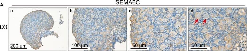 Immunohistochemistry Semaphorin 6C Antibody