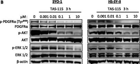 TAS-115 suppresses phosphorylation of c-MET and PDGFR alpha , as well as their downstream effectors. a Yamato-SS cells (c-MET-dependent SS cells) were treated with 0.001–10 μM of TAS-115 or control (0.1% DMSO) for 3 h. b SYO-1 and HS-SY-II cells (PDGFR alpha -dependent SS cells) were treated with 0.001–10 μM of TAS-115 or control (0.1% DMSO) for 3 h Image collected and cropped by CiteAb from the following open publication (//pubmed.ncbi.nlm.nih.gov/28511645), licensed under a CC-BY license. Not internally tested by R&D Systems.