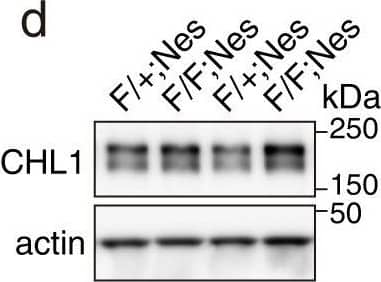 BACE1-mediated processing of APP and CHL1 is reduced in cortex of aged BACE1 cKO mice following tamoxifen treatment. Cortex homogenates from TAM- or VEH-treated mice were resolved by SDS-PAGE for Western blot analysis of APP and CHL1 processing. Homogenates from aged-matched BACE+/− and BACE1−/− were also loaded as control samples. APP-FL, pC99 and pC89 were normalized to GAPDH (MAB374) while CHL1-FL and CHL1-NTF were normalized to  beta -tubulin (JDR.3B8). Protein amount was normalized to protein levels in control mice injected with vehicle (set at 1). Representative blots of (a) APP-FL (C1/6.1), (b) APP-CTFs (C1/6.1) and (c) CHL1. (d) Densitometry analysis of protein expression. APP processing was reduced in TAM-treated mice as demonstrated by the accumulation of APP-FL (C1/6.1), and reduced levels of the  beta CTFs pC99 and pC89.  beta CTFs were clearly identified because missing in the BACE1−/− sample. CHL1-FL (AF2147) levels were increased and CHL1-NTF levels were significantly reduced. Furthermore, the CHL1-NTF/CHL1-FL ratio was significantly decreased in TAM-treated mice demonstrating reduced BACE1 processing (VEH n = 7; TAM n = 7). (e) Quantification of A beta x-40 was performed by MSD immunoassay on cortex homogenates and expressed as pMol/g of cortex. The decrease of levels of A beta x-40 in TAM-treated mice was comparable to the one observed in samples collected from young TAM-treated mice (~50% decrease) (VEH n = 7; TAM n = 7). Results were plotted as Mean ± SEM, *p  0.05); *p < 0.05; **p < 0.01. Image collected and cropped by CiteAb from the following publication (//pubmed.ncbi.nlm.nih.gov/37085665), licensed under a CC-BY license. Not internally tested by R&D Systems.