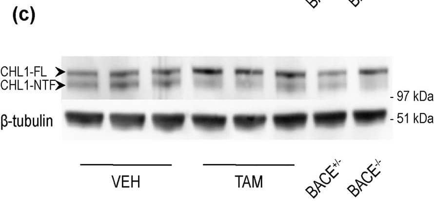 BACE1-mediated processing of APP and CHL1 is reduced in cortex of young BACE1 cKO mice following tamoxifen treatment. Cortex homogenates from TAM- or VEH-treated mice were resolved by SDS-PAGE for Western blot analysis of APP and CHL1 processing. Homogenates from aged-matched BACE+/− and BACE1−/− were also loaded as control samples. Representative blots of (a) APP-full length (APP-FL) (C1/6.1), (b) APP-Carboxy Terminal Fragments (CTFs) (C1/6.1) and (c) CHL1. (d) Densitometry analysis of protein expression. Protein amount was normalized to protein levels in control mice (set at 1). APP-FL, pC99 and pC89 were normalized to GAPDH (MAB374) while CHL1-FL and CHL1-NTF were normalized to  beta -tubulin (JDR.3B8). APP processing was reduced in TAM-treated mice as demonstrated by the accumulation of APP-FL (C1/6.1), and reduced levels of the  beta CTFs pC99 and pC89.  beta CTFs were clearly identified because missing in the BACE1−/− sample. CHL1-FL (AF2147) levels were increased while CHL1-N Terminal Fragment (CHL1-NTF) levels were not affected in cortex of TAM-treated mice. However, the CHL1-NTF/CHL1-FL ratio was significantly decreased in TAM-treated mice demonstrating reduced BACE1 processing (VEH n = 8; TAM n = 8). (e) A beta x-40 was quantified from brain homogenates by ELISA (VEH n = 8; TAM n = 8). Levels of A beta x-40 expressed as pMol/g of cortex were significantly reduced in TAM-treated mice (~50% decrease). Results were plotted as Mean ± SEM, ***p < 0.001; ****p < 0.0001; n.s. = not significant, Student’s t test. Image collected and cropped by CiteAb from the following publication (//pubmed.ncbi.nlm.nih.gov/31882662), licensed under a CC-BY license. Not internally tested by R&D Systems.