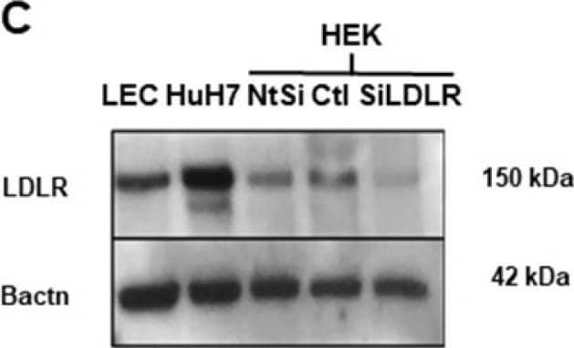  Assessment of PCSK9 and LDLR expression in human LEC. (A) PCSK9 expression was measured by immunoblotting in either human LEC, HepG2 or HEK 293T cell lysates. (B) ELISA was used to measure PCSK9 levels in the cell culture supernatant of Huh7 (grey), HEK 293T (white) and human LEC (black). (C) Expression of LDLR was detected in protein lysates by immunoblotting of human LEC. Huh7 cells were used as a positive control and HEK 293T cells treated with siLDLR were used as a negative control. LDLR protein expression on human LEC was measured by (D) flow cytometry after extracellular staining of LEC (black line) and Huh7 (grey line) and by (E) immunofluorescence (Blue, DAPI; red, cholera toxin; green, anti-LDLR; yellow, colocalized voxels; scale bar, 20 µM). (F) Scatterplot of red and green pixel intensities of cholera toxin (red) and anti-LDLR (green) in human LEC. n = 4-9. Statistics: ****p < 0.0001. Image collected and cropped by CiteAb from the following open publication (//pubmed.ncbi.nlm.nih.gov/35154499), licensed under a CC-BY license. Not internally tested by R&D Systems.