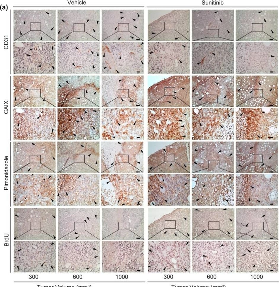 Immunohistochemistry Carbonic Anhydrase IX/CA9 Antibody [Unconjugated]