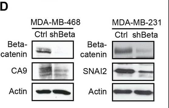 Western Blot Carbonic Anhydrase IX/CA9 Antibody [Unconjugated]