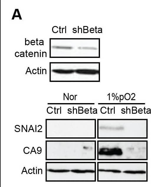 Western Blot Carbonic Anhydrase IX/CA9 Antibody [Unconjugated]