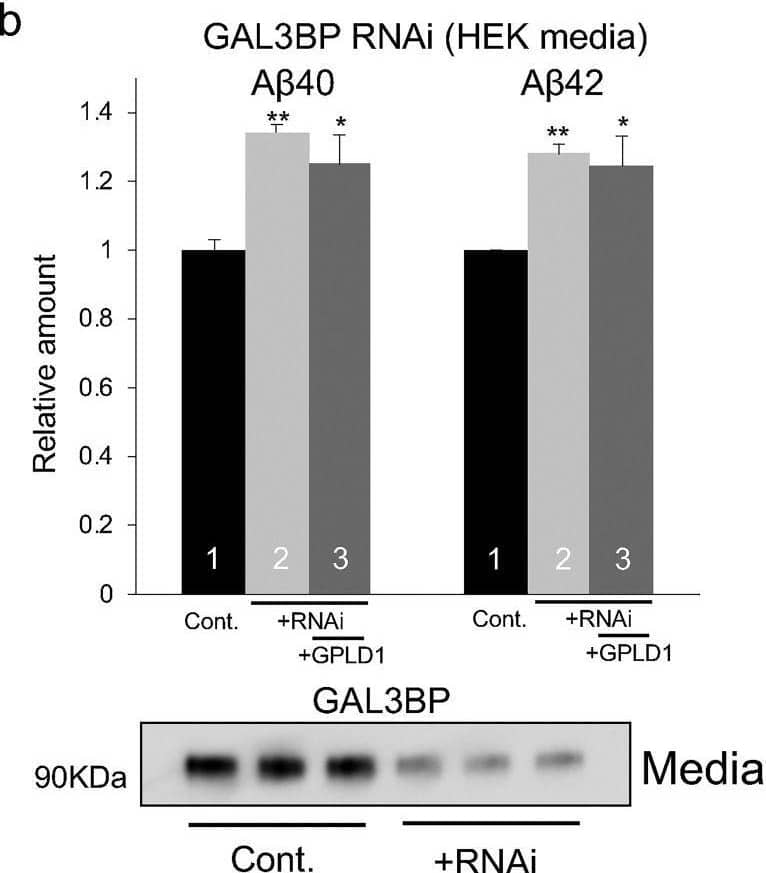 GAL3BP-induced inhibition of A beta  production.a, the amounts of A beta 40 and A beta 42 in the conditioned media from H4-APPsw cells (Cont.) and H4-APPsw cells overexpressing GAL3BP (+GAL3BP) were measured using ELISAs. b, conditioned media were prepared from control HEK293 cells (Cont., lane 1), HEK293 cells with GAL3BP knockdown via RNAi (+RNAi, lane 2), and HEK293 cells with GAL3BP knockdown and GPLD1 overexpression (+RNAi, +GPLD1, lane 3) and subsequently added to H4-APPsw cells to test for their suppressive activity on A beta  production. Western blot analysis confirmed the efficiency of RNAi for the amount of GAL3BP expression in the culture media (bottom). c, recombinant GAL3BP (5 μg/ml) prepared from HEK293 cells was added to H4-APPsw cell cultures, and the amounts of A beta 40 and A beta 42 in the media were determined. d, commercially available recombinant GAL3BP was added to H4-APPsw cell culture, and the amounts of A beta 40 and A beta 42 in the media were measured. a–d, the values in this graph are presented relative to the corresponding controls (n = 3, mean ± S.D. (error bars)). If error bars representing S.D. values are not visible, they are too small to be displayed. *, p < 0.05; **, p < 0.01; ***, p < 0.001 versus control by one-way ANOVA with Tukey's post-hoc test. Image collected and cropped by CiteAb from the following open publication (//pubmed.ncbi.nlm.nih.gov/31996371), licensed under a CC-BY license. Not internally tested by R&D Systems.