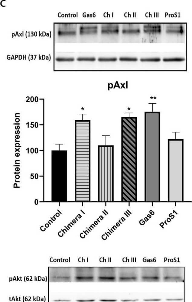 The effects of ProS1, Gas6 and chimeras on TAM receptor and coupled downstream signalling molecule activation in SCC-25 cells. (a) Schematic representation of recombinant TAM ligand constructs used in this study. These included human ProS1, Gas6, and three ProS1/Gas6 chimeras. All of the chimeras contained the Gla domain and EGF-like domains of ProS1. Light grey colour denotes regions corresponding to ProS1 amino acid sequence, whereas dark grey denotes regions corresponding to Gas6 amino acid sequence. (b) Western blot showing phosphorylated Tyro3 (pTyro3) and Erk (pErk) levels after stimulation with recombinant Gas6, ProS1 and three chimeras (7.5 nM) for 9 min. (c) Western blot showing phosphorylated Axl (pAxl) and Akt (pAkt) levels under the same experimental conditions as in (b). Each representative blot image is followed by accompanying graphs of densitometric quantification of bands (n = 3 separate experiments). Data as mean ± SEM expression for each phosphoprotein was normalized against the total protein/loading control (tTyro3, tERK, GAPDH, actin). ANOVA with Tukey's multiple comparison post-hoc analysis; ***p < 0.001, **p < 0.01, *p < 0.05 versus control (untreated). While the sample loading order is different in the pAxl blot, the quantification bar charts are presented in the same order for consistency. Image collected and cropped by CiteAb from the following open publication (//pubmed.ncbi.nlm.nih.gov/35518197), licensed under a CC-BY license. Not internally tested by R&D Systems.