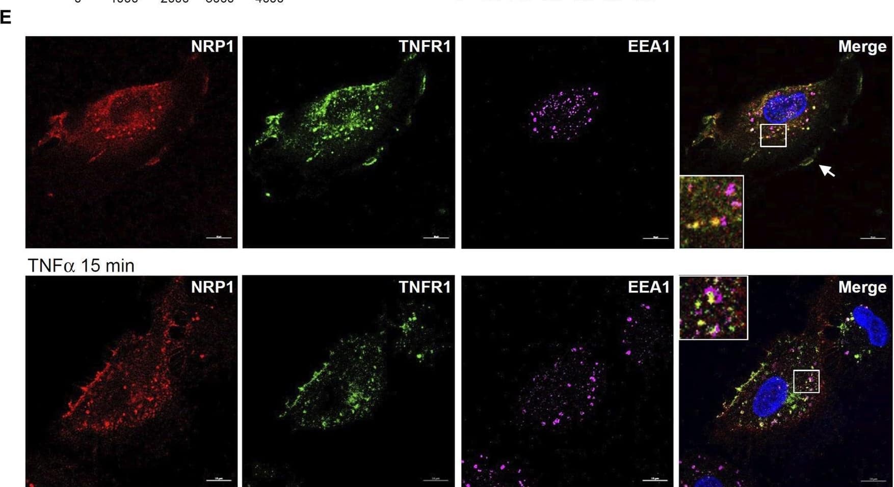 NRP1 and TNFRs are in the same protein complexes. (A) HUVECs were infected with retrovirus expressing NRP1 or LacZ as a control, and then stimulated with TNF alpha  (5 ng/mL, 15 min). Cell lysates were immunoprecipated with anti-TNFR1 or TNFR2 antibodies and immunoprecipates were analyzed for the presence of the TNFRs and NRP1 by Western blotting (left panels). Cell lysates were immunoblotted as load control (right panel). (B) HUVECs were infected lentivirus expressing control-shRNA and NRP1-shRNA, respectively, selected with puromycin for 48 h, stimulated with TNF alpha  and then subjected to Western blotting. (C, D) HUVECs (5*104/well) were plated into a 24-well plate. Half of the wells were pre-incubated with an excess of “non-GpL” TNF alpha  (2 μg/mL) to determine the non-specific binding of Gaussia. princeps luciferase TNF alpha  (GpL-TNF alpha ). Then all the wells were incubated with GpL-TNF alpha  at different concentrations for 30 min at 37°C. The non-specific binding values of the “non-GpL” TNF alpha  groups were subtracted from the corresponding total binding values. The data were analyzed by a non-linear regression to a single site using the GraphPad Prism 5 software. The experiments were performed in duplicates and independently repeated for 3 times. (E) HUVECs were stimulated with TNF alpha  (5 ng/mL) for 15 min and then subjected to immunofluorescent staining with the indicated antibodies. Nuclei were counterstained with DAPI. Co-localization of NRP1 and TNFR1 in both plasmal membrane (arrow) and cytoplasm were observed. Scale bar, 10 μm. Image collected and cropped by CiteAb from the following open publication (//www.frontiersin.org/articles/10.3389/fcell.2024.1210944/full), licensed under a CC-BY license. Not internally tested by R&D Systems.