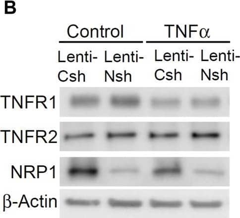 NRP1 and TNFRs are in the same protein complexes. (A) HUVECs were infected with retrovirus expressing NRP1 or LacZ as a control, and then stimulated with TNF alpha  (5 ng/mL, 15 min). Cell lysates were immunoprecipated with anti-TNFR1 or TNFR2 antibodies and immunoprecipates were analyzed for the presence of the TNFRs and NRP1 by Western blotting (left panels). Cell lysates were immunoblotted as load control (right panel). (B) HUVECs were infected lentivirus expressing control-shRNA and NRP1-shRNA, respectively, selected with puromycin for 48 h, stimulated with TNF alpha  and then subjected to Western blotting. (C, D) HUVECs (5*104/well) were plated into a 24-well plate. Half of the wells were pre-incubated with an excess of “non-GpL” TNF alpha  (2 μg/mL) to determine the non-specific binding of Gaussia. princeps luciferase TNF alpha  (GpL-TNF alpha ). Then all the wells were incubated with GpL-TNF alpha  at different concentrations for 30 min at 37°C. The non-specific binding values of the “non-GpL” TNF alpha  groups were subtracted from the corresponding total binding values. The data were analyzed by a non-linear regression to a single site using the GraphPad Prism 5 software. The experiments were performed in duplicates and independently repeated for 3 times. (E) HUVECs were stimulated with TNF alpha  (5 ng/mL) for 15 min and then subjected to immunofluorescent staining with the indicated antibodies. Nuclei were counterstained with DAPI. Co-localization of NRP1 and TNFR1 in both plasmal membrane (arrow) and cytoplasm were observed. Scale bar, 10 μm. Image collected and cropped by CiteAb from the following open publication (//www.frontiersin.org/articles/10.3389/fcell.2024.1210944/full), licensed under a CC-BY license. Not internally tested by R&D Systems.