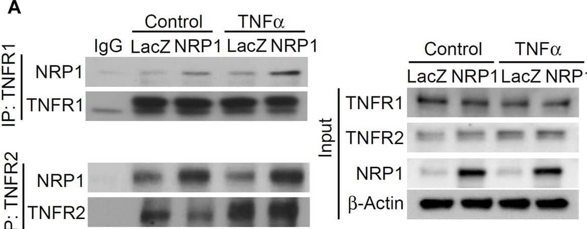 NRP1 and TNFRs are in the same protein complexes. (A) HUVECs were infected with retrovirus expressing NRP1 or LacZ as a control, and then stimulated with TNF alpha  (5 ng/mL, 15 min). Cell lysates were immunoprecipated with anti-TNFR1 or TNFR2 antibodies and immunoprecipates were analyzed for the presence of the TNFRs and NRP1 by Western blotting (left panels). Cell lysates were immunoblotted as load control (right panel). (B) HUVECs were infected lentivirus expressing control-shRNA and NRP1-shRNA, respectively, selected with puromycin for 48 h, stimulated with TNF alpha  and then subjected to Western blotting. (C, D) HUVECs (5*104/well) were plated into a 24-well plate. Half of the wells were pre-incubated with an excess of “non-GpL” TNF alpha  (2 μg/mL) to determine the non-specific binding of Gaussia. princeps luciferase TNF alpha  (GpL-TNF alpha ). Then all the wells were incubated with GpL-TNF alpha  at different concentrations for 30 min at 37°C. The non-specific binding values of the “non-GpL” TNF alpha  groups were subtracted from the corresponding total binding values. The data were analyzed by a non-linear regression to a single site using the GraphPad Prism 5 software. The experiments were performed in duplicates and independently repeated for 3 times. (E) HUVECs were stimulated with TNF alpha  (5 ng/mL) for 15 min and then subjected to immunofluorescent staining with the indicated antibodies. Nuclei were counterstained with DAPI. Co-localization of NRP1 and TNFR1 in both plasmal membrane (arrow) and cytoplasm were observed. Scale bar, 10 μm. Image collected and cropped by CiteAb from the following open publication (//www.frontiersin.org/articles/10.3389/fcell.2024.1210944/full), licensed under a CC-BY license. Not internally tested by R&D Systems.