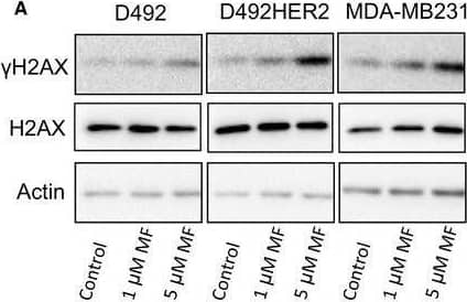 Meflufen induces DNA damage and apoptosis in cancer cells. (A) D492, D492HER2, and MDA‐MB231 cells were seeded on a six well plate and incubated with either none, 1 µmol L‐1 or 5 µmol L‐1 melflufen for 30 min and harvested 3 h post‐treatment. Equally loaded protein lysates subjected for immunoblotting for H2AX/ yH2Ax One representative blot of three is shown. Image collected and cropped by CiteAb from the following open publication (//pubmed.ncbi.nlm.nih.gov/32717133), licensed under a CC-BY license. Not internally tested by R&D Systems.