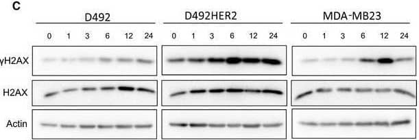 Meflufen induces DNA damage and apoptosis in cancer cells. (C) D492, D492HER2, and MDA‐MB231 cells were incubated with 1 µmol L‐1 of melflufen for 30 min and harvested on indicated timepoints and subjected for immunoblotting for H2AX/ yH2Ax. One representative blot of 3 is shown. Image collected and cropped by CiteAb from the following open publication (//pubmed.ncbi.nlm.nih.gov/32717133), licensed under a CC-BY license. Not internally tested by R&D Systems.