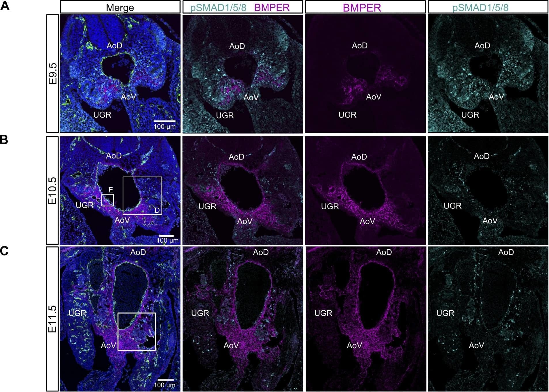 Negative correlation between distributions of BMPER and pSMAD1/5/8 along with BMP4-induced expression suggests BMPER regulates BMP signaling through negative feedback. (A–C) Localization of pSMAD1/5/8 and BMPER protein in the AGM region from E9.5 (A), E10.5 (B), and E11.5 (C) embryos. Magenta, BMPER; cyan, pSMAD1/5/8; green, CD31; blue, DAPI. Bars, 100 µm. Boxes highlight regions of complementarity between BMPER and pSMAD1/5/8 shown at higher magnification in D and Fig. S5 A. UGR, one of two indicated. (D) Higher magnification of E10.5 ventro-lateral region highlighted in B. Magenta, BMPER; cyan, pSMAD1/5/8; green, CD31; blue, DAPI. Bar, 50 µm. Dotted line indicates the boundary around regions with high BMPER protein. (E) Higher magnification view of intra-aortic cluster highlighted in box “E” of B. Magenta, BMPER; cyan, pSMAD1/5/8; green, CD31; blue, DAPI. Arrowheads indicate intra-aortic cluster. Asterisks indicate subendothelial cells with strong nuclear pSMAD1/5/8 signal. Bar, 50 µm. (F) Quantification of pSMAD1/5/8 staining intensity (mean gray values) over an 80-µm band around the dorsal aorta on transverse embryo sections from E9.5, E10.5, and E11.5 (shown in Fig. S5 C). Quantification was on sections from at least two embryos (littermates). Significance measured by Student’s t test: **, P = 0.0015. (G) Expression of Bmper and Bmp4 in AGMs dissected from E9.5, E10.5, and E11.5 stage embryos normalized to Tbp. Each point represents one embryo (littermates). Significance measured by Student’s t test: ****, Bmper E9.5 versus E11.5 P = 8 × 105. (H) Expression of Bmper in E11.5 AGM explants after 24-h culture with BMP4 at displayed dose, without cytokines or serum normalized to Tbp. Experiments were performed twice. Error bars represent SD from the mean. Significance measured by Student’s t test: *, P = 0.035. (I) Expression of Bmper in OP9-BMP4 after reaggregation and culture with doxycycline to induce Bmp4 overexpression. Expression was normalized to Tbp. For each condition, reaggregates were cultured in two separate wells in parallel. Error bars represent the SD from the mean (n = 2). Significance measured by Student’s t test: *, P = 0.026. Image collected and cropped by CiteAb from the following publication (//rupress.org/jem/article/214/12/3731/42286/A-molecular-roadmap-of-the-AGM-region-reveals), licensed under a CC-BY license. Not internally tested by R&D Systems.