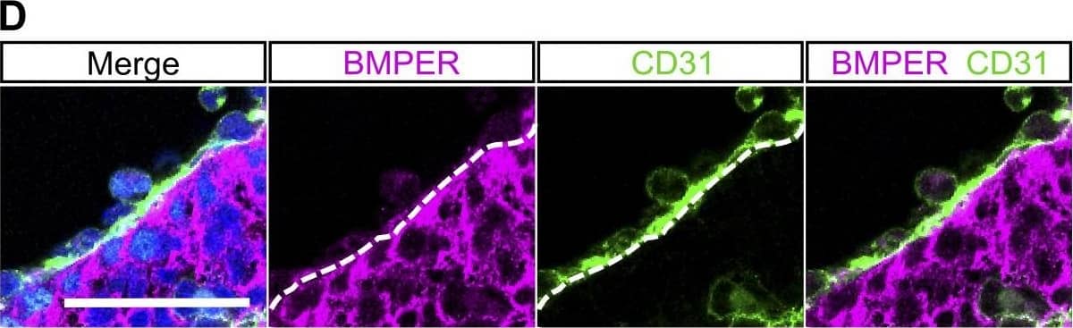 Perivascular cells and subaortic mesenchyme are the main source of BMPER within the AGM region. (A) Distribution of BMPER protein in a transverse section of E10.5 AGM measured by immunostaining. Green, CD31; magenta, BMPER; cyan, RUNX1; blue, DAPI. gut, hindgut; nc, notochord. Bar, 50 µm. (B) Bmper mRNA in transverse section of the E10.5 AGM region by in situ hybridization. Bar, 50 µm. (C) Quantification of the mean immunostaining signal intensity (mean gray values) of DAPI (blue) and BMPER (magenta) along a box (not depicted) drawn over the dorsal-ventral axis of the AGM region from A. Distance is from the notochord (dorsal), position 0, to the intersection with the gut and the AGM region (ventral), position 500. (D) Higher magnification of the highlighted region from A showing the aortic endothelium and perivascular population. Green, CD31; magenta, BMPER; cyan, RUNX1; blue, DAPI. Bar, 50 µm. (E) Higher magnification of the region highlighted in B showing Bmper mRNA around the lining of the aorta. Bar, 50 µm. (F) Expression level of Bmper relative to Tbp in each sorted population: Lin−VC−CD45+, representing hematopoietic cells; Lin−VC+CD45−, endothelial cells; Lin−VC−CD45−CD146+, putative perivascular cells; and Lin−VC−CD45−CD146−, remaining stroma. Expression was normalized to the Lin−VC−CD45−CD146+ population. Each population as percentage of Lin− cells indicated below. Sorting was performed twice, first from one pool of embryos from four to five litters and second from two pools of embryos from four to five litters. Error bars represent SD from the mean (n = 3). Significance calculated by t test: **, P = 0.0016; ***, perivascular versus stroma, P = 0.0006; perivascular versus hematopoietic, P = 0.0002. (G) The distribution of nonendothelial, CD146-positive cells and endothelial CD146-positive cells in transverse section of the E10.5 AGM region. Green, CD31; red, CD146; blue, DAPI. Bar, 50 µm. (H) Higher magnification view of the region highlighted in G showing CD31- and CD146-positive endothelial layer and the CD146-positive CD31-negative perivascular layer around the dorsal aorta. Green, CD31; red, CD146; blue, DAPI. Bar, 50 µm. (I) Expression level of Bmper relative to Tbp in each sorted population: Lin−VC+CD45−CD43−CD41lo proHSC, Lin−VC+CD43+CD41+ type I preHSC, and Lin−VC+CD45+ type II preHSC and Lin−VC−CD45−CD146+ putative perivascular cells. Each population as percentage of Lin− cells indicated below. Sorting was performed twice, from pools of two and six litters, respectively. Expression was normalized to the Lin−VC−CD45−CD146+ population. Error bars represent SD from the mean (n = 2). Significance calculated by t test: *, perivascular versus preHSCI, P = 0.04; perivascular versus preHSCII, P = 0.03. (J) Higher magnification view of highlighted region from A showing the localization of BMPER protein in the hematopoietic clusters of the E10.5 dorsal aorta in sections measured by immunostaining. Magenta, BMPER; green, CD31; cyan, RUNX1; blue, DAPI. Bar, 50 µm. (K and L) Higher magnification view of highlighted region from B (K) and from Fig. S3 C (L) showing Bmper mRNA in some but not all cells of the intra-aortic cluster by in situ hybridization. Bars, 50 µm. Image collected and cropped by CiteAb from the following publication (//rupress.org/jem/article/214/12/3731/42286/A-molecular-roadmap-of-the-AGM-region-reveals), licensed under a CC-BY license. Not internally tested by R&D Systems.