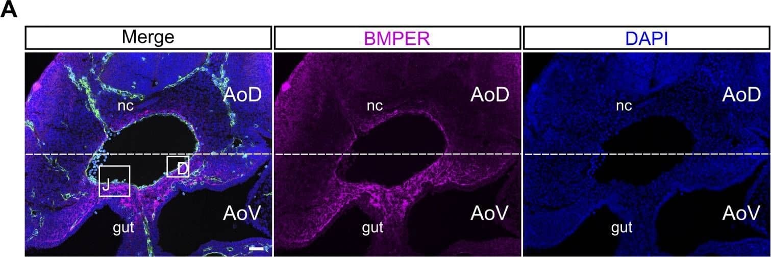 Perivascular cells and subaortic mesenchyme are the main source of BMPER within the AGM region. (A) Distribution of BMPER protein in a transverse section of E10.5 AGM measured by immunostaining. Green, CD31; magenta, BMPER; cyan, RUNX1; blue, DAPI. gut, hindgut; nc, notochord. Bar, 50 µm. (B) Bmper mRNA in transverse section of the E10.5 AGM region by in situ hybridization. Bar, 50 µm. (C) Quantification of the mean immunostaining signal intensity (mean gray values) of DAPI (blue) and BMPER (magenta) along a box (not depicted) drawn over the dorsal-ventral axis of the AGM region from A. Distance is from the notochord (dorsal), position 0, to the intersection with the gut and the AGM region (ventral), position 500. (D) Higher magnification of the highlighted region from A showing the aortic endothelium and perivascular population. Green, CD31; magenta, BMPER; cyan, RUNX1; blue, DAPI. Bar, 50 µm. (E) Higher magnification of the region highlighted in B showing Bmper mRNA around the lining of the aorta. Bar, 50 µm. (F) Expression level of Bmper relative to Tbp in each sorted population: Lin−VC−CD45+, representing hematopoietic cells; Lin−VC+CD45−, endothelial cells; Lin−VC−CD45−CD146+, putative perivascular cells; and Lin−VC−CD45−CD146−, remaining stroma. Expression was normalized to the Lin−VC−CD45−CD146+ population. Each population as percentage of Lin− cells indicated below. Sorting was performed twice, first from one pool of embryos from four to five litters and second from two pools of embryos from four to five litters. Error bars represent SD from the mean (n = 3). Significance calculated by t test: **, P = 0.0016; ***, perivascular versus stroma, P = 0.0006; perivascular versus hematopoietic, P = 0.0002. (G) The distribution of nonendothelial, CD146-positive cells and endothelial CD146-positive cells in transverse section of the E10.5 AGM region. Green, CD31; red, CD146; blue, DAPI. Bar, 50 µm. (H) Higher magnification view of the region highlighted in G showing CD31- and CD146-positive endothelial layer and the CD146-positive CD31-negative perivascular layer around the dorsal aorta. Green, CD31; red, CD146; blue, DAPI. Bar, 50 µm. (I) Expression level of Bmper relative to Tbp in each sorted population: Lin−VC+CD45−CD43−CD41lo proHSC, Lin−VC+CD43+CD41+ type I preHSC, and Lin−VC+CD45+ type II preHSC and Lin−VC−CD45−CD146+ putative perivascular cells. Each population as percentage of Lin− cells indicated below. Sorting was performed twice, from pools of two and six litters, respectively. Expression was normalized to the Lin−VC−CD45−CD146+ population. Error bars represent SD from the mean (n = 2). Significance calculated by t test: *, perivascular versus preHSCI, P = 0.04; perivascular versus preHSCII, P = 0.03. (J) Higher magnification view of highlighted region from A showing the localization of BMPER protein in the hematopoietic clusters of the E10.5 dorsal aorta in sections measured by immunostaining. Magenta, BMPER; green, CD31; cyan, RUNX1; blue, DAPI. Bar, 50 µm. (K and L) Higher magnification view of highlighted region from B (K) and from Fig. S3 C (L) showing Bmper mRNA in some but not all cells of the intra-aortic cluster by in situ hybridization. Bars, 50 µm. Image collected and cropped by CiteAb from the following publication (//rupress.org/jem/article/214/12/3731/42286/A-molecular-roadmap-of-the-AGM-region-reveals), licensed under a CC-BY license. Not internally tested by R&D Systems.