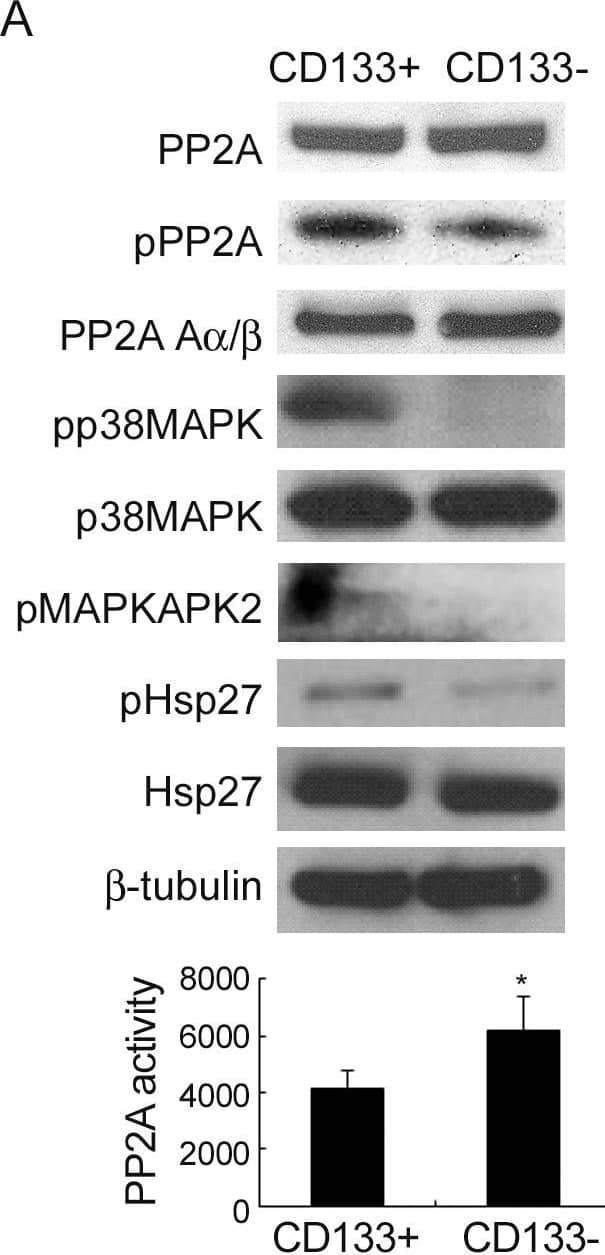 Decrease in PP2A activity increases phosphorylation of p38MAPK, pMAPKAPK2 and Hsp27 in CD133+ cells.(A upper panel) Immunoblot analysis and (A lower panel) PP2A activity analysis for HT-29 CD133+ and CD133− cells after MACS separation at day 4 of exposure to hypoxia and serum depletion. (B upper panel) Immunoblot analysis and (B lower panel) PP2A activity of CCS cells cultured under serum depletion in the presence of EGF (10 ng/mL) and FGF2 (10 ng/mL) (EGF+FGF2) for indicated time periods. The fold values are relative to the band intensity of the 5 day treatment. Image collected and cropped by CiteAb from the following open publication (//pubmed.ncbi.nlm.nih.gov/23185379), licensed under a CC-BY license. Not internally tested by R&D Systems.