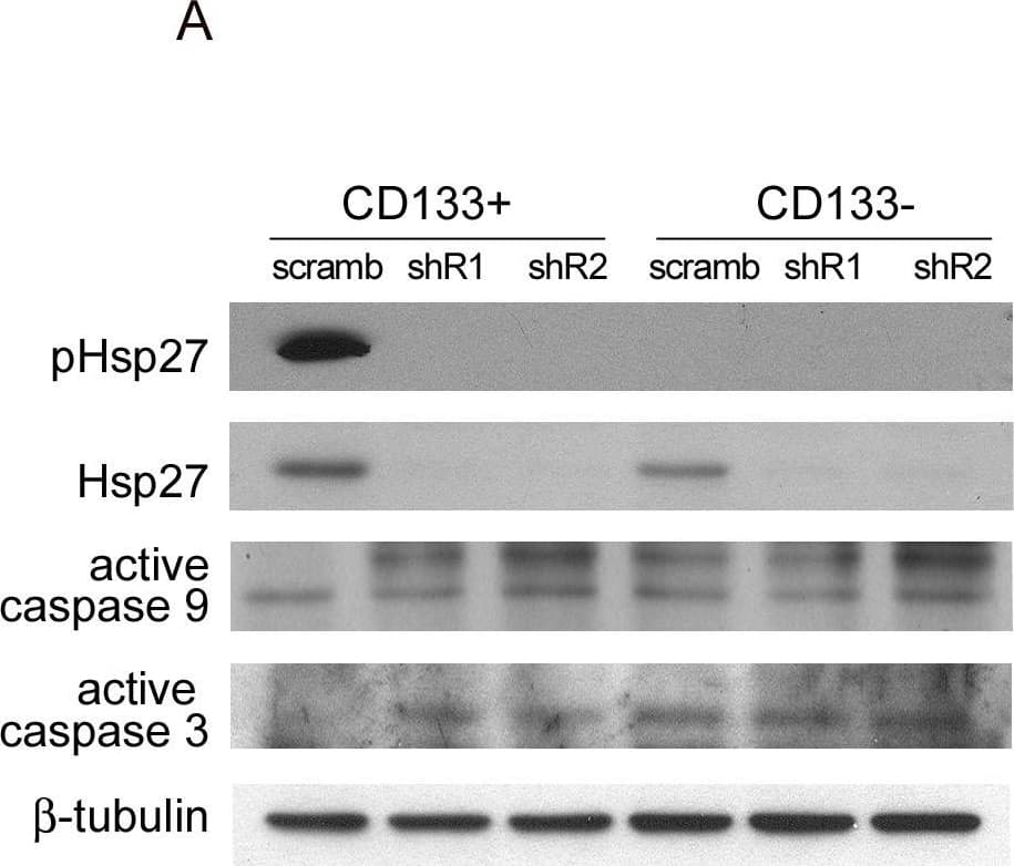 The involvement of Hsp27 activation in the anti-apoptosis pathway of CD133+ cells.Cells were lentivirally transfected with Hsp27 shRNA (shR1 and shR2) or scrambled shRNA, then exposed to hypoxia and serum depletion. CD133+ and CD133− cells were isolated using MACS separation 4 days later. (A) Immunoblot analysis for HT-29 protein levels of CD133+ and CD133− cells after MACS separation. (B) The percentage of CD133+ cells were analyzed by flow cytometry and the increased CD133+ percentage compared to CD133+ percentage in normoxia and growth medium was calculated. (C) Cells were re-exposed to hypoxia and serum depletion for 1 day, followed by TUNEL staining. (D-F) HT-29 cells were exposed to serum depletion and hypoxia in the presence of Quercetin, KRIBB3, or DMSO (vehicle control) for 4 days. (D) CD133+ cell were isolated and the protein levels were analyzed by western blotting. (E) The increased percentage of CD133+ cells and (F) apoptosis of CD133+ cells were analyzed by flow cytometry and TUNEL staining, respectively. Error bars represent standard deviations. (**p<0.01 compared with the scrambled as determined by the Student’s t test.) Image collected and cropped by CiteAb from the following open publication (//pubmed.ncbi.nlm.nih.gov/23185379), licensed under a CC-BY license. Not internally tested by R&D Systems.