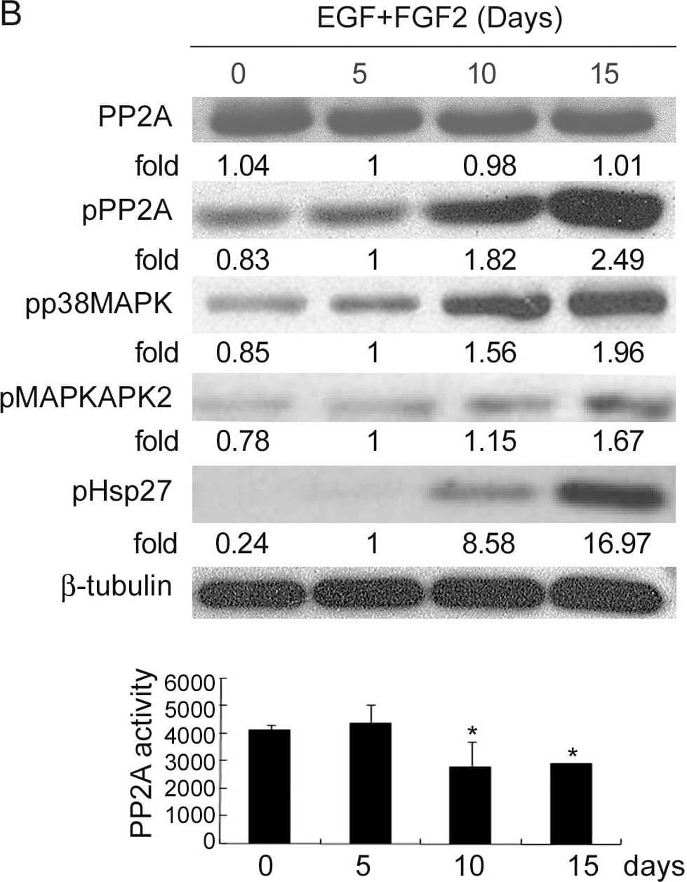 Decrease in PP2A activity increases phosphorylation of p38MAPK, pMAPKAPK2 and Hsp27 in CD133+ cells.(A upper panel) Immunoblot analysis and (A lower panel) PP2A activity analysis for HT-29 CD133+ and CD133− cells after MACS separation at day 4 of exposure to hypoxia and serum depletion. (B upper panel) Immunoblot analysis and (B lower panel) PP2A activity of CCS cells cultured under serum depletion in the presence of EGF (10 ng/mL) and FGF2 (10 ng/mL) (EGF+FGF2) for indicated time periods. The fold values are relative to the band intensity of the 5 day treatment. Image collected and cropped by CiteAb from the following open publication (//pubmed.ncbi.nlm.nih.gov/23185379), licensed under a CC-BY license. Not internally tested by R&D Systems.