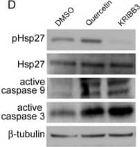 The involvement of Hsp27 activation in the anti-apoptosis pathway of CD133+ cells.Cells were lentivirally transfected with Hsp27 shRNA (shR1 and shR2) or scrambled shRNA, then exposed to hypoxia and serum depletion. CD133+ and CD133− cells were isolated using MACS separation 4 days later. (A) Immunoblot analysis for HT-29 protein levels of CD133+ and CD133− cells after MACS separation. (B) The percentage of CD133+ cells were analyzed by flow cytometry and the increased CD133+ percentage compared to CD133+ percentage in normoxia and growth medium was calculated. (C) Cells were re-exposed to hypoxia and serum depletion for 1 day, followed by TUNEL staining. (D-F) HT-29 cells were exposed to serum depletion and hypoxia in the presence of Quercetin, KRIBB3, or DMSO (vehicle control) for 4 days. (D) CD133+ cell were isolated and the protein levels were analyzed by western blotting. (E) The increased percentage of CD133+ cells and (F) apoptosis of CD133+ cells were analyzed by flow cytometry and TUNEL staining, respectively. Error bars represent standard deviations. (**p<0.01 compared with the scrambled as determined by the Student’s t test.) Image collected and cropped by CiteAb from the following open publication (//pubmed.ncbi.nlm.nih.gov/23185379), licensed under a CC-BY license. Not internally tested by R&D Systems.