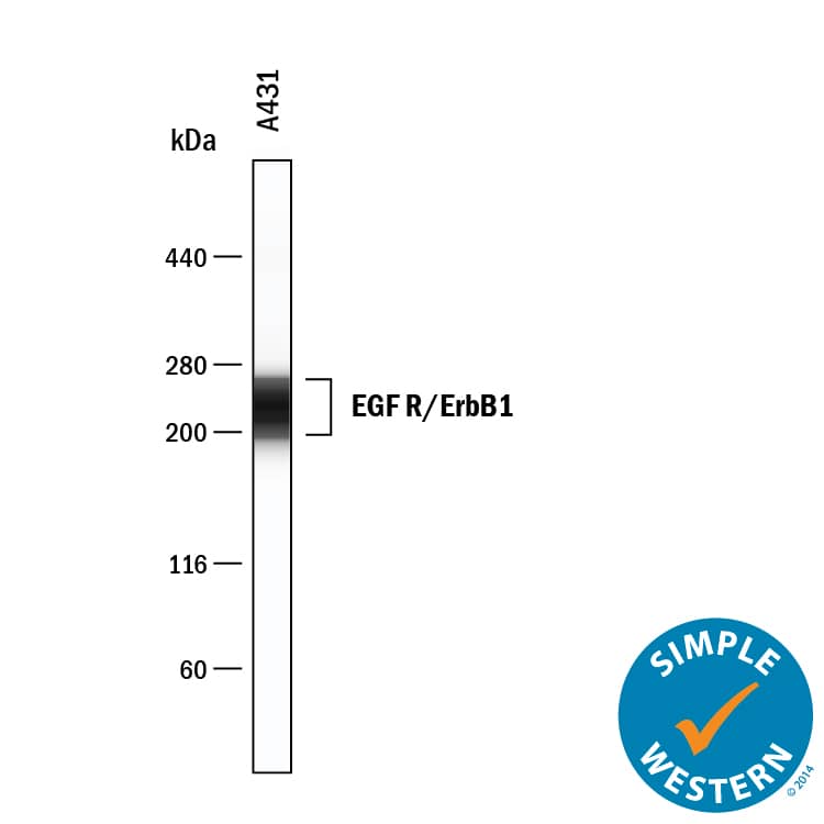 Simple Western EGFR Antibody [Unconjugated]