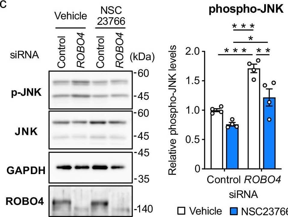 ROBO4 suppresses PTGS2 expression by inhibiting RAC1-JNK signaling. A Effect of ROBO4 on active RAC1 in ECs. Cell extracts were prepared from HUVECs treated with siRNA and TNF and used for measurements of active RAC1 using a G-LISA kit (n = 7). b, c Regulation of JNK phosphorylation by ROBO4 and RAC1. HUVECs were transfected with siRNA and treated with TNF in the presence or absence of pretreatment with NSC23766 (100 μM). Expression levels of p-JNK, JNK, GAPDH, and ROBO4 in the cells were analyzed by western blotting. Relative p-JNK levels were quantified using ImageJ software and calculated by normalizing with JNK levels (n = 5 (b); n = 4 (c)). d, e Contribution of RAC1 and JNK to ROBO4 knockdown-induced PTGS2 upregulation. HUVECs were transfected with siRNA, pretreated with NSC23766 (100 μΜ) or SP600125 (10 μM), and treated with TNF. Expression of PTGS2 and GAPDH were measured by qRT-PCR (n = 5). Data are expressed as the mean ± standard error of the mean (a–e). *P < 0.05, **P < 0.01, and ***P < 0.001, P values were calculated with a two-way analysis of variance followed by Bonferroni’s test between control and ROBO4 siRNA groups at each time point (a) or Tukey’s test (b–d). Non-specified P values in the graph are not significant. Image collected and cropped by CiteAb from the following open publication (//pubmed.ncbi.nlm.nih.gov/38762541), licensed under a CC-BY license. Not internally tested by R&D Systems.