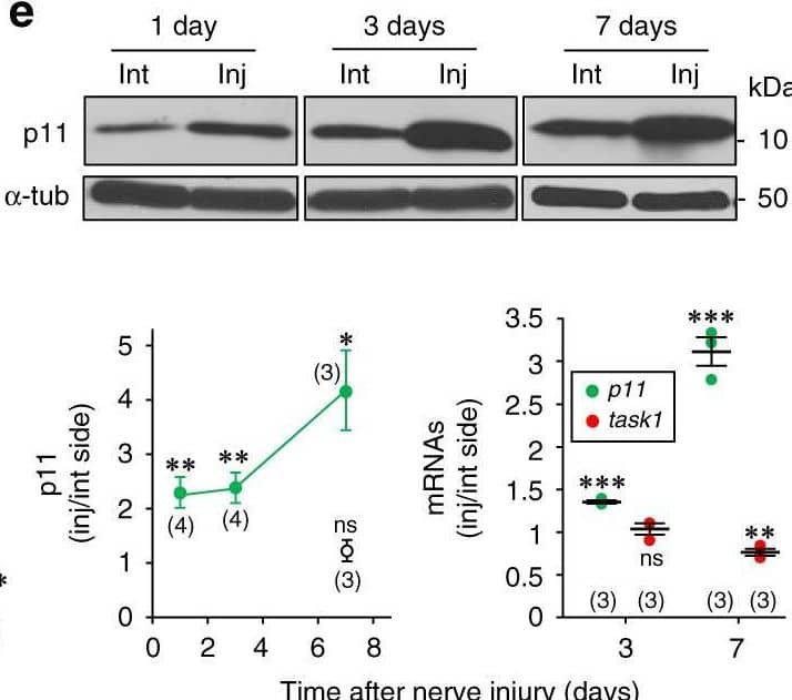 Cell-type specific p11 dysregulation is pivotal in a traumatic model of MN degeneration. e Western blots (top) and plot (bottom, left) showing p11 upregulation in the injured (Inj) relative to the intact (Int) HN. Empty circle, sham condition. Bottom, right, qRT-PCR analysis. Image collected and cropped by CiteAb from the following open publication (//pubmed.ncbi.nlm.nih.gov/31439839), licensed under a CC-BY license. Not internally tested by R&D Systems.