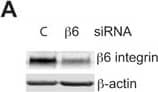 The effect of  beta 6 integrin-deficiency on inflammatory cytokine expression. (A) SiRNA knockdown of  beta 6 integrin in the GECs after a 48-h transfection relative to  beta -actin detected by Western blotting. SiRNA that is not homologous to any human gene (C) was used as a control. (B) The effect of  beta 6 integrin knockdown on IL1B expression in biofilm-treated (60 µg protein/ml; 32 h) and non-treated GECs determined by RT-qPCR. Mean ± SEM is presented, n = 3. (C) The effect of TGF-beta 1 signaling inhibitor SB431542 (5 µM) on ITGB6 and IL1B expression in biofilm-treated (60 µg protein/ml; 32 h) and non-treated GECs. Mean ± SEM, n = 3. (D) GECs were treated with TGF-beta 1 (2 ng/ml), heated biofilm extract (60 µg protein/ml) or a combination of both for 32 h and analyzed for ITGB6 expression by RT-qPCR. Mean ± SEM, n = 3. (E) GECs were treated with TGF-beta 1 (2 ng/ml) for 0–120 min and analyzed for Smad2 phosphorylation (activation) relative to total Smad2 by Westerm blotting. (F and G) GECs were treated with TGF-beta 1 (2 ng/ml), heated biofilm extract (60 µg protein/ml) or a combination of both for 30 min and analyzed for Smad2 phosphorylation relative to total Smad2 by Westerm blotting. The ratio of phosphorylated Smad2 to total Smad2 was determined from triplicated experiments. *p < 0.05; **p < 0.01; ***p < 0.001. Image collected and cropped by CiteAb from the following publication (//pubmed.ncbi.nlm.nih.gov/28667248), licensed under a CC-BY license. Not internally tested by R&D Systems.