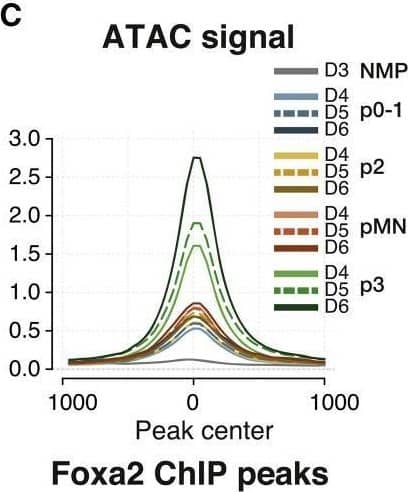 FOXA2 drives the p3-specific chromatin accessibility program(A) Footprinting score for the FOX motif is highest in p3 samples.(B) Foxa2 expression in p3 NPs suggests it is the most likely candidate to drive the footprinting signal.(C) Average ATAC-seq accessibility at FOXA2 ChIP-seq peaks13 in the indicated samples shows these regions are highly accessible in p3 NPs.(D) Normalized FOXA2 ChIP-seq coverage showing accessibility in p3-specific elements from the groups of ATAC-seq elements in the indicated clusters from Figure 3B.(E) Genetic lineage tracing indicates that cells that expressed Foxa2 at E8.5 (tamoxifen administration) have contributed to the p3 progenitor and V3 neuronal cell types by E11.5 (red arrows).(F) Quantifications of p3 and V3 cells expressing tdTomato in embryos collected after tamoxifen administration at the indicated times. Biological replicates: n = 2 for E7.5, n = 4 for E8.5, n = 3 for E9.5.(G) Foxa2−/− ES cells fail to generate p3 NPs when exposed to 500 nM SAG.(H) Representative flow cytometry plots of the quantifications in (G) showing a marked reduction in p3 NPs from Foxa2−/− ES cells compared with wild type. Cells are gated for SOX2+ live neural progenitors.(I) Representative immunohistochemistry staining for SOX2, OLIG2 and NKX2,2 showing reduced number of cells expressing NKX2.2 in Foxa2−/− mutant cells at day 6 of differentiation treated with 500 nM SAG.Scale bars, 50 μm.See also Figure S4. Image collected and cropped by CiteAb from the following open publication (//pubmed.ncbi.nlm.nih.gov/36516856), licensed under a CC-BY license. Not internally tested by R&D Systems.