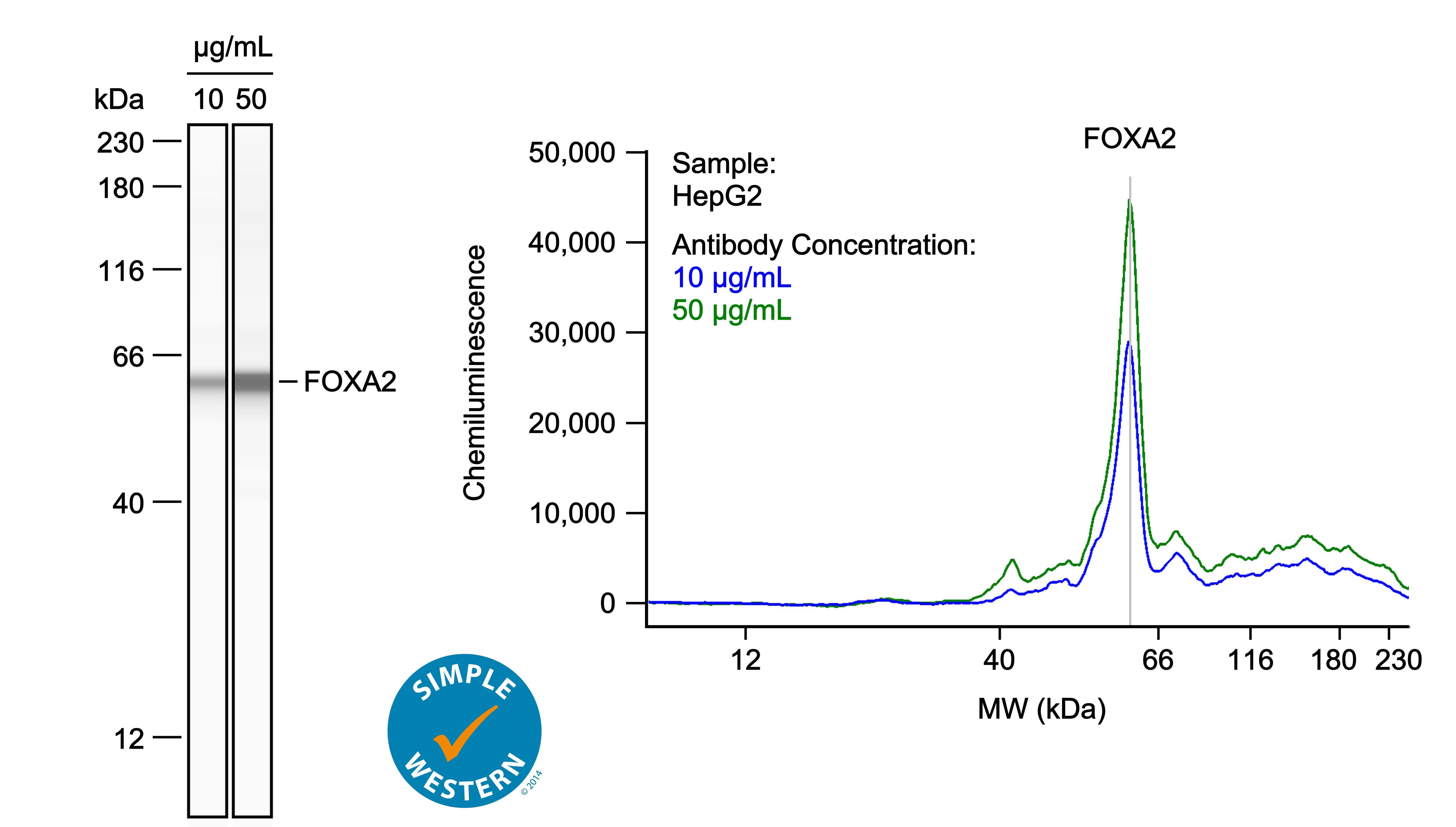 Left: Simple Western lane view shows lysates of HepG2 human hepatocellular carcinoma cell line, loaded at 1 mg/ml. A specific band was detected for HNF‑3 beta /FoxA2 at approximately 61 kDa (as indicated) using both 10 µg/ml and 50 µg/ml of Goat Anti-Human HNF‑3 beta /FoxA2 Antigen Affinity-purified Polyclonal Antibody (Catalog # AF2400) followed by HRP-conjugated Donkey Anti-Goat Secondary Antibody (Catalog # 043-522-2). This experiment was conducted under reducing conditions and using the 12-230kDa separation system. Right: Simple Western electropherogram showing the same Goat Anti-Human HNF‑3 beta /FoxA2 Antigen Affinity-purified Polyclonal Antibody (Catalog # AF2400) tested at 10 µg/ml (blue line) and 50 µg/ml (green line) in the HepG2 human hepatocellular carcinoma cell line.