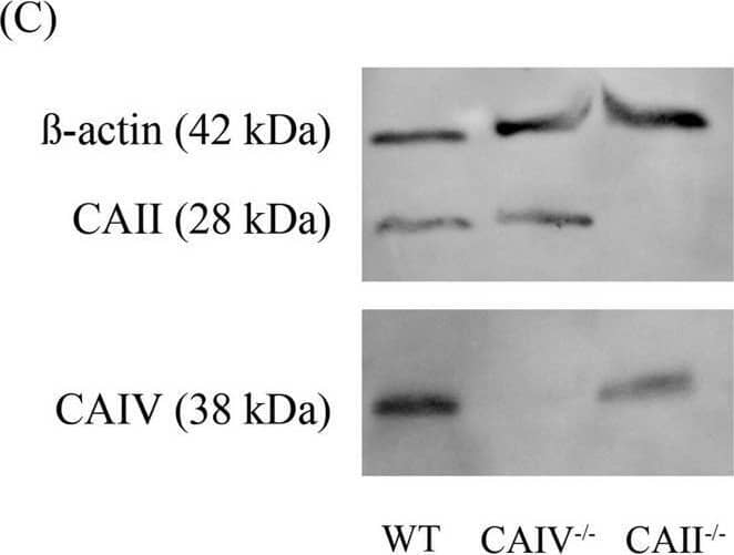 Basal pH level and ability to capacitate of CAII−/− CAIV−/− sperm is not altered.A, immunoblots were performed with protein extracts from untreated or capacitated sperm from WT (+/+) and CAII−/− CAIV−/− (−/−) mice. CAII−/−CAIV−/− sperm do not show any changes in the protein phosphorylation pattern induced by capacitation (Cap) compared with WT sperm. B, CAII−/− CAIV−/− sperm do not show any defects in intracellular alkalization upon stimulation with ammonium chloride. Sperm of both WT (black trace) and CAII−/− CAIV−/− (gray trace) mice were perfused continuously with HS buffer and 10 mm ammonium chloride as indicated. Shown are averaged normalized traces of 34 WT and 39 CAII−/− CAIV−/− sperm of two animals, respectively. A.U., arbitrary units. C, CAII−/− sperm show a reduced CAIV protein level, whereas the amount of CAII protein in sperm from CAIV−/− mice corresponds to that of WT mice. Image collected and cropped by CiteAb from the following open publication (//pubmed.ncbi.nlm.nih.gov/26487715), licensed under a CC-BY license. Not internally tested by R&D Systems.