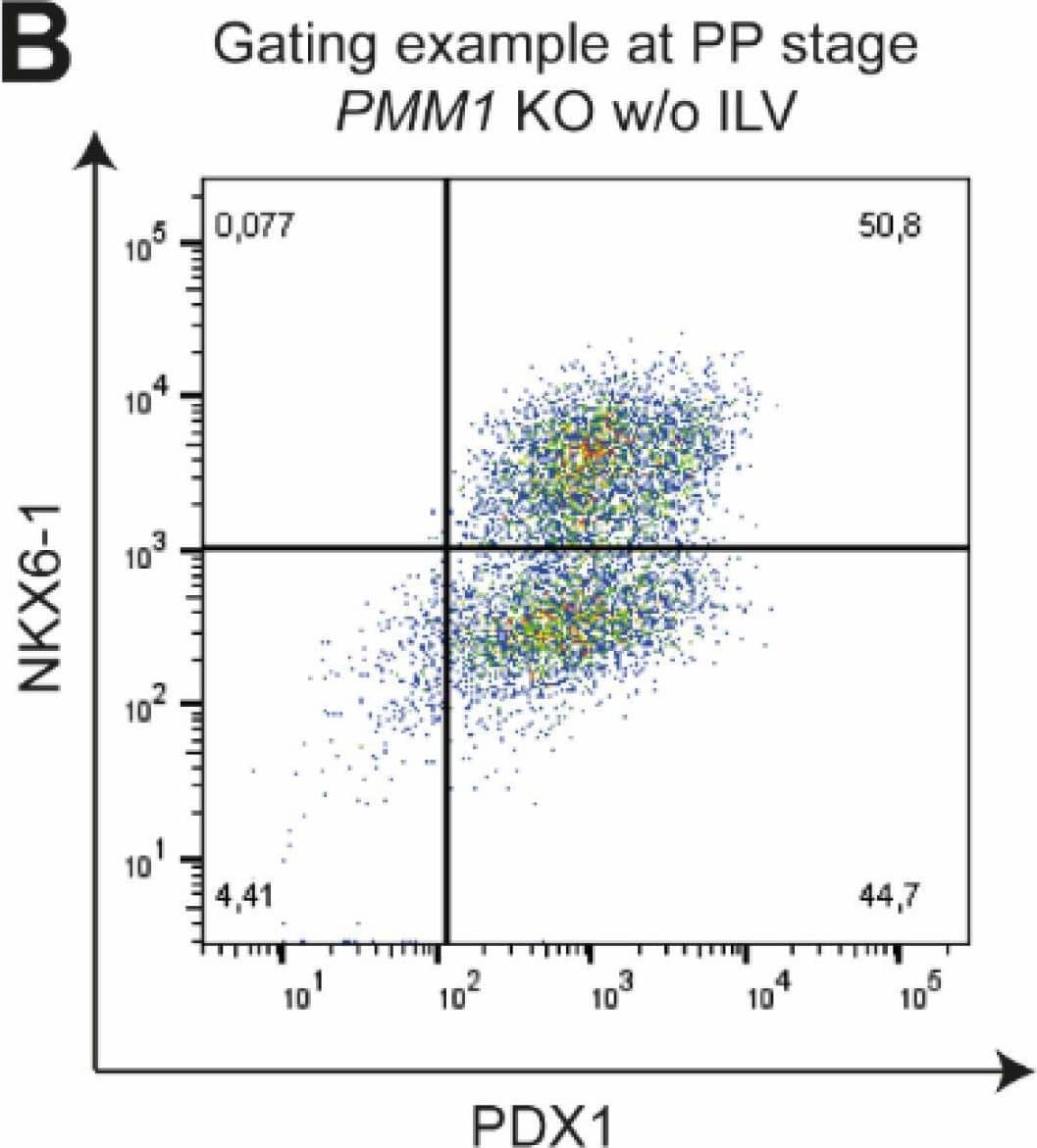 PP formation is affected by the loss of DSC2 and SLC22A1. KO cell lines were differentiated to (A) pancreatic endoderm stage followed by (B–D) pancreatic progenitor stage. Differentiation efficiency was analysed by flow cytometry staining of PDX1 (PE) or PDX1 and NKX6-1 (PP) (n = 3 independent experiments, 2 different clones per genotype and 3 different WT clones, each clone in technical duplicates, dots represent means of these duplicates). (B,D) To better unveil differences in differentiation efficiencies, cells were differentiated without indolactam V (ILV) (n = 1 experiment, at least 2 clones per genotype each in technical duplicates). (B) Representative FACS plot. Mann–Whitney test was used for statistical analysis; error bars represent mean ± SD, ** p < 0.01, * p < 0.05. Image collected and cropped by CiteAb from the following open publication (//pubmed.ncbi.nlm.nih.gov/35159392), licensed under a CC-BY license. Not internally tested by R&D Systems.